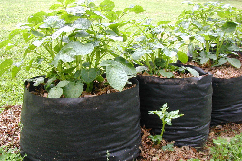 HDPE LDPE plant nursery bag