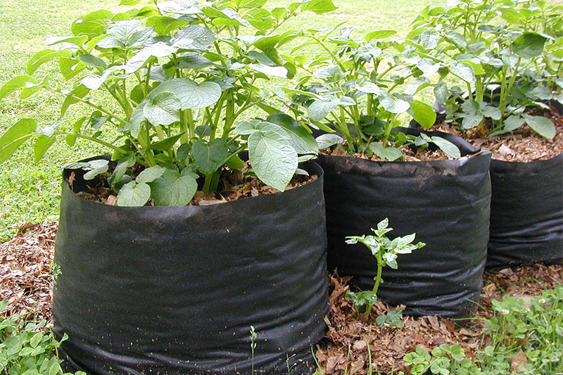 agriculture-plant-nursery-bags