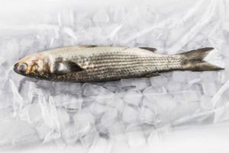 food-fish-case-liner