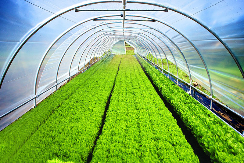 agriculture-greenhouse-and-covers-film